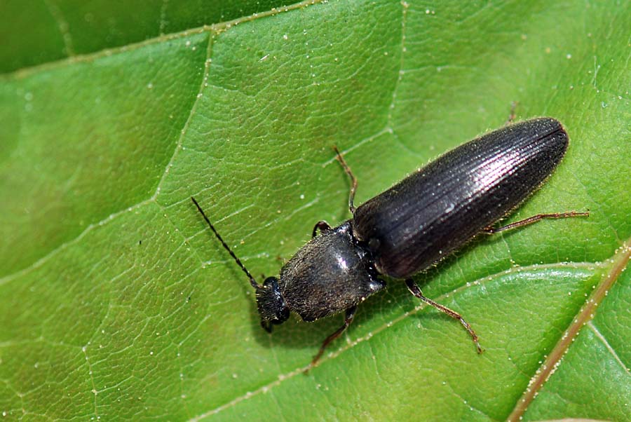 Elateridae con pubescenza: Athous haemorrhoidalis